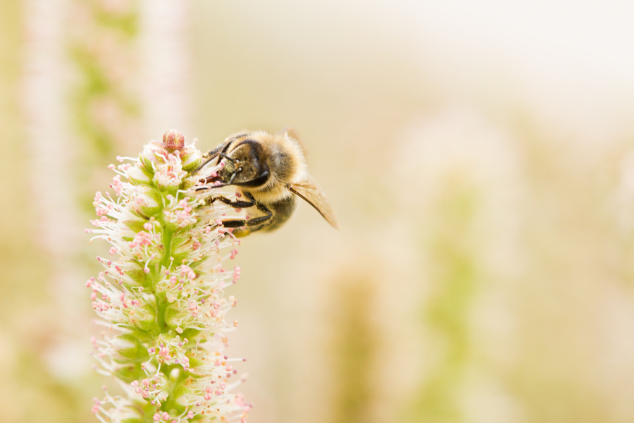 Bee on Flower