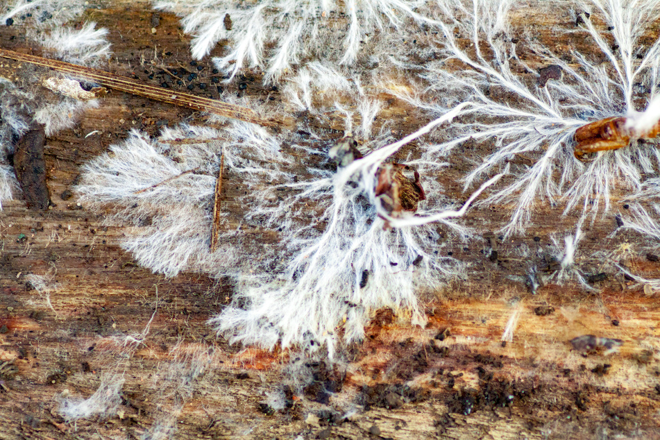 fungus mycelium on damp wood board Fibroporia syn